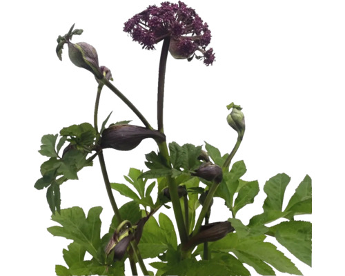 Andělika obrovská FloraSelf Angelica gigas 60-80 cm květináč 10 l Kvetoucí andělika lékařská