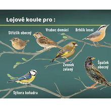 Ilustrace různých druhů ptáků na větvích