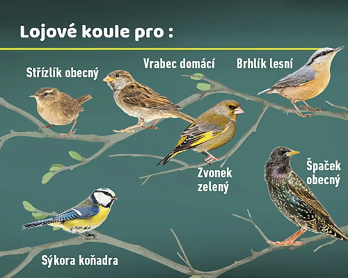 Ilustrace různých druhů ptáků na větvích