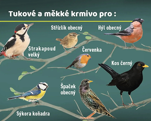 Obrázek různých druhů ptáků: Strakapoud velký, střízlík obecný, hýl obecný, červenka obecná, kos černý, špaček obecný a sýkora koňadra
