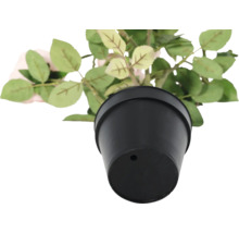 Růže v černém květináči