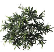 Pohled shora na korunu olivovníku s listy