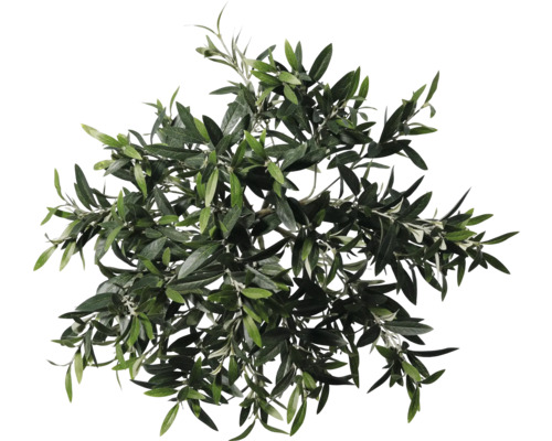 Pohled shora na korunu olivovníku s listy