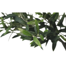 Olivová větev s listy