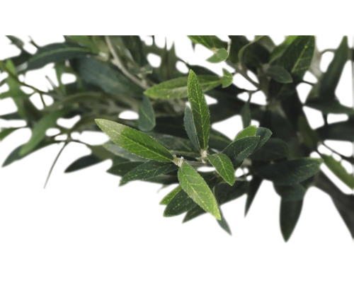 Olivová větev s listy