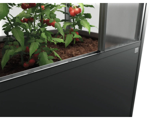 Zvýšený záhon s rajčaty ve skleníku