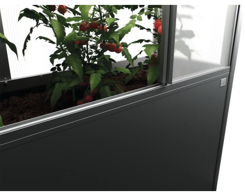 Zvýšený záhon s rostlinou rajčete