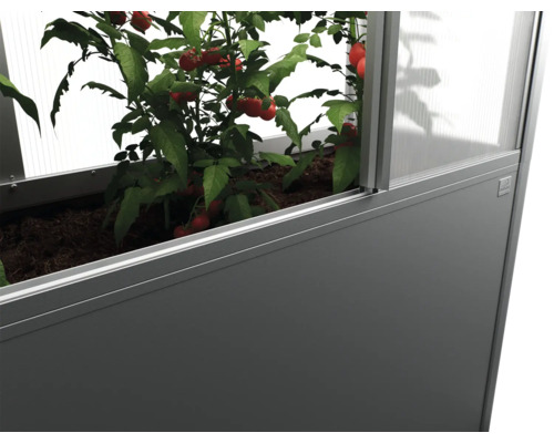 Zvýšený záhon s rostlinami rajčat ve skleníku