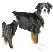 Pes s inkontinenční plenou