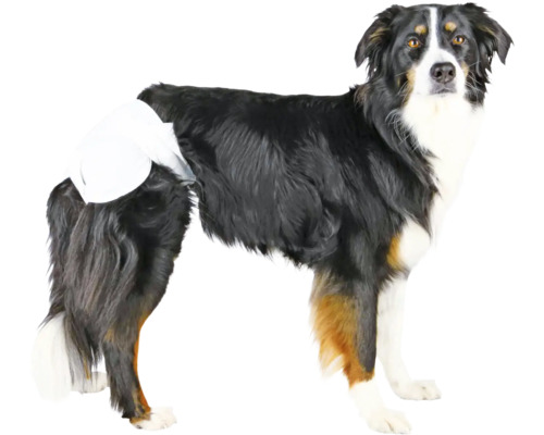 Pes s inkontinenční plenou