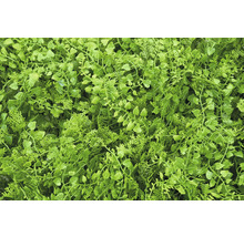 Detailní záběr hustého, umělého rostlinného krytu pro vnitřní i venkovní použití.