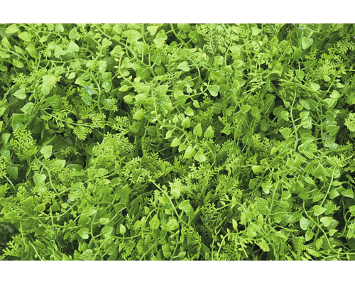 Detailní záběr hustého, umělého rostlinného krytu pro vnitřní i venkovní použití.