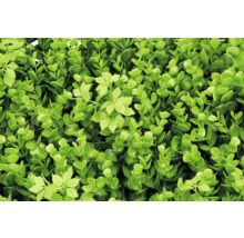 Umělý buxusový živý plot se zelenými listy