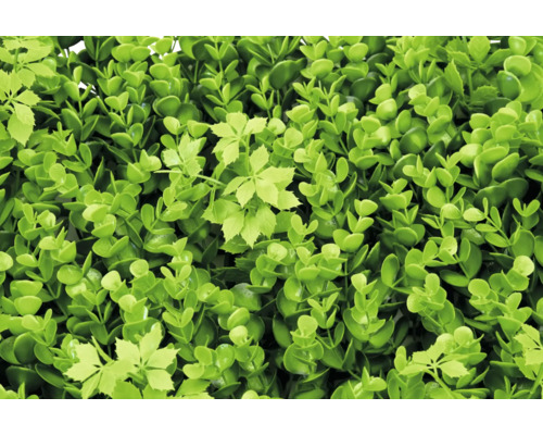 Umělý buxusový živý plot se zelenými listy