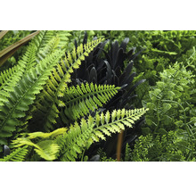 Detailní pohled na umělou rostlinnou stěnu s různými kapradinami a listy.