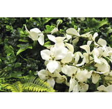 Umělá rostlinná stěna s bílými květy a různými odstíny zelené