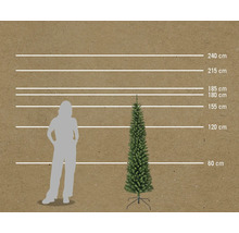 Porovnání velikosti úzké vánoční jedle s osobou a měřicími linkami v centimetrech