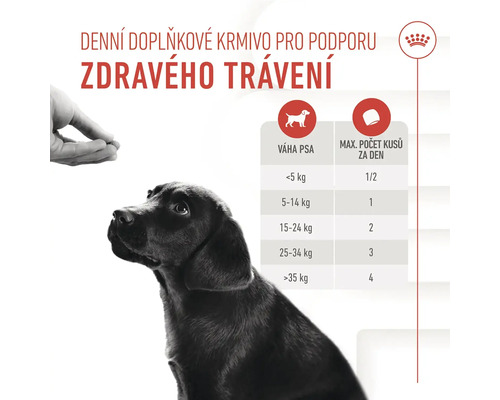 Ilustrace doporučení ke krmení psů pro podporu zdravého trávení.