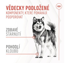 Ilustrace podporující složení komponent pro zdraví psů.