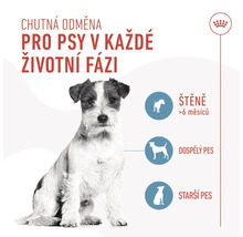 Ilustrace znázorňující psí pamlsky pro každou životní etapu.