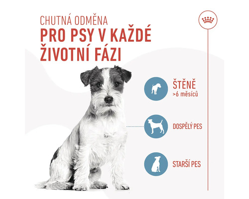 Ilustrace znázorňující psí pamlsky pro každou životní etapu.