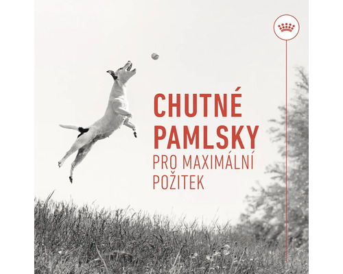 Pes skáče pro pamlsek. Text: Chutné pamlsky pro maximální požitek.