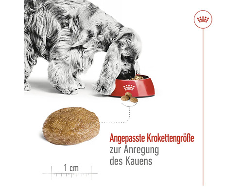 "Pes jí suché krmivo z misky