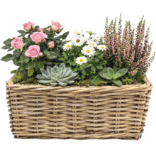 Květinové aranžmá s růžemi, sedmikráskami, vřesem a sukulenty v proutěném košíku