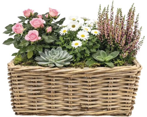 Květinové aranžmá s růžemi, sedmikráskami, vřesem a sukulenty v proutěném košíku