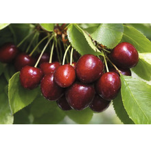 Sladké třešně na větvi s listy