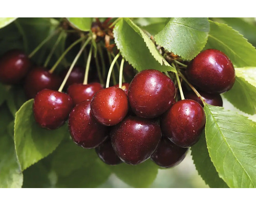 Sladké třešně na větvi s listy