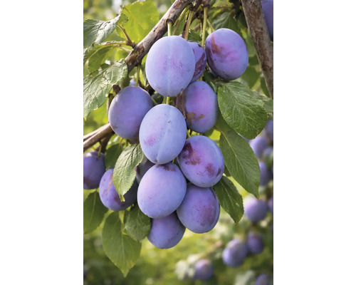 Švestky na větvi s listy