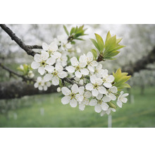 Větev s bílými květy