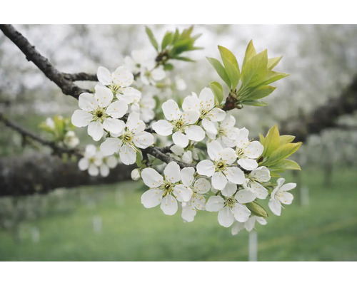 Větev s bílými květy