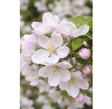 Květy jabloně s okvětními lístky