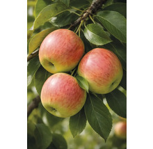 Tři jablka na větvi se zelenými listy