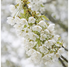 Kvetoucí větev třešně s bílými květy