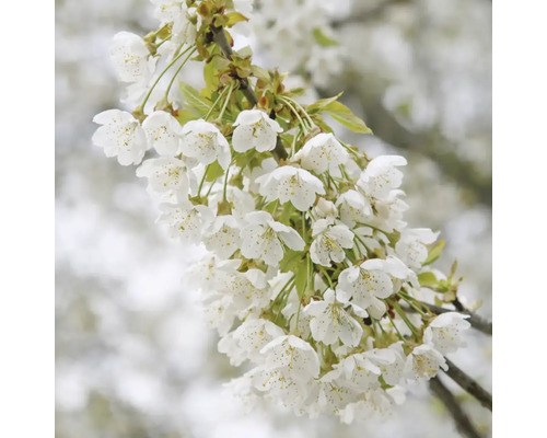 Kvetoucí větev třešně s bílými květy