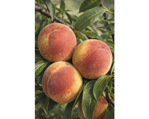 Detailní pohled na broskve na stromě s listím