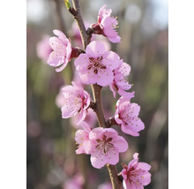 Větev s růžovými květy