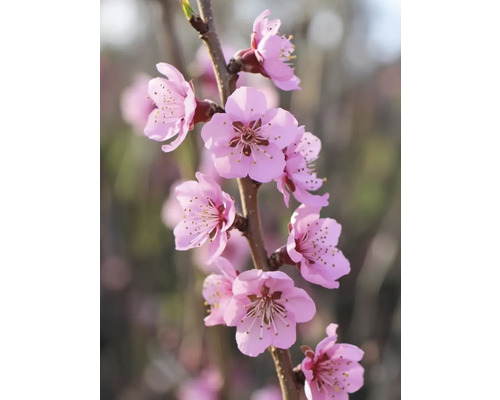 Větev s růžovými květy