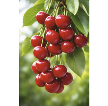 Zralé třešně s listy na větvi