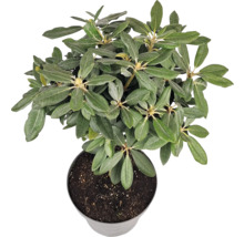 Rhododendron v květináči, pokojová rostlina