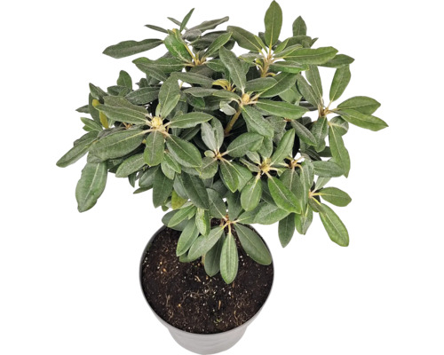 Rhododendron v květináči, pokojová rostlina