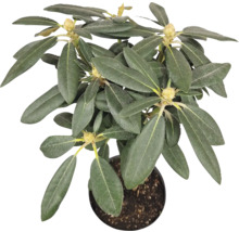 Rododendron v květináči