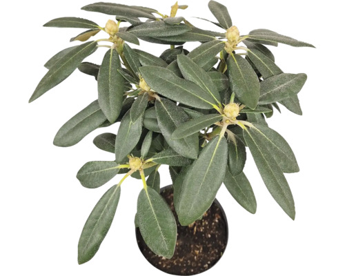 Rododendron v květináči