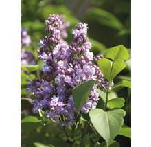 Detail kvetoucího šeříku