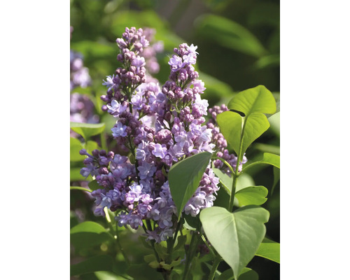 Detail kvetoucího šeříku