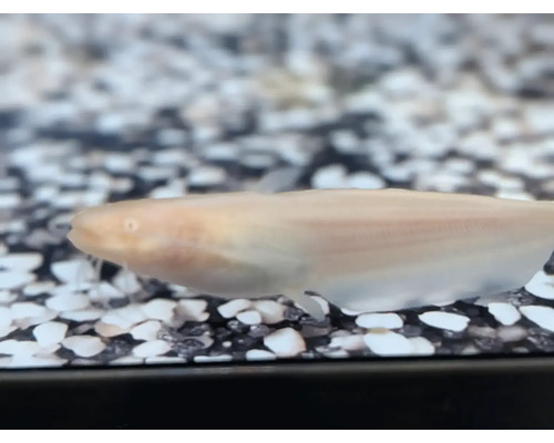 Písečník asijský zlatý Misgurnus anguillicaudatus gold plavající nad akvarijním štěrkem.