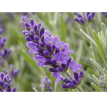 Levandule FloraSelf Lavandula angustifolia 'Spring Line' 15-20 cm květináč Ø 13 cm 1 ks